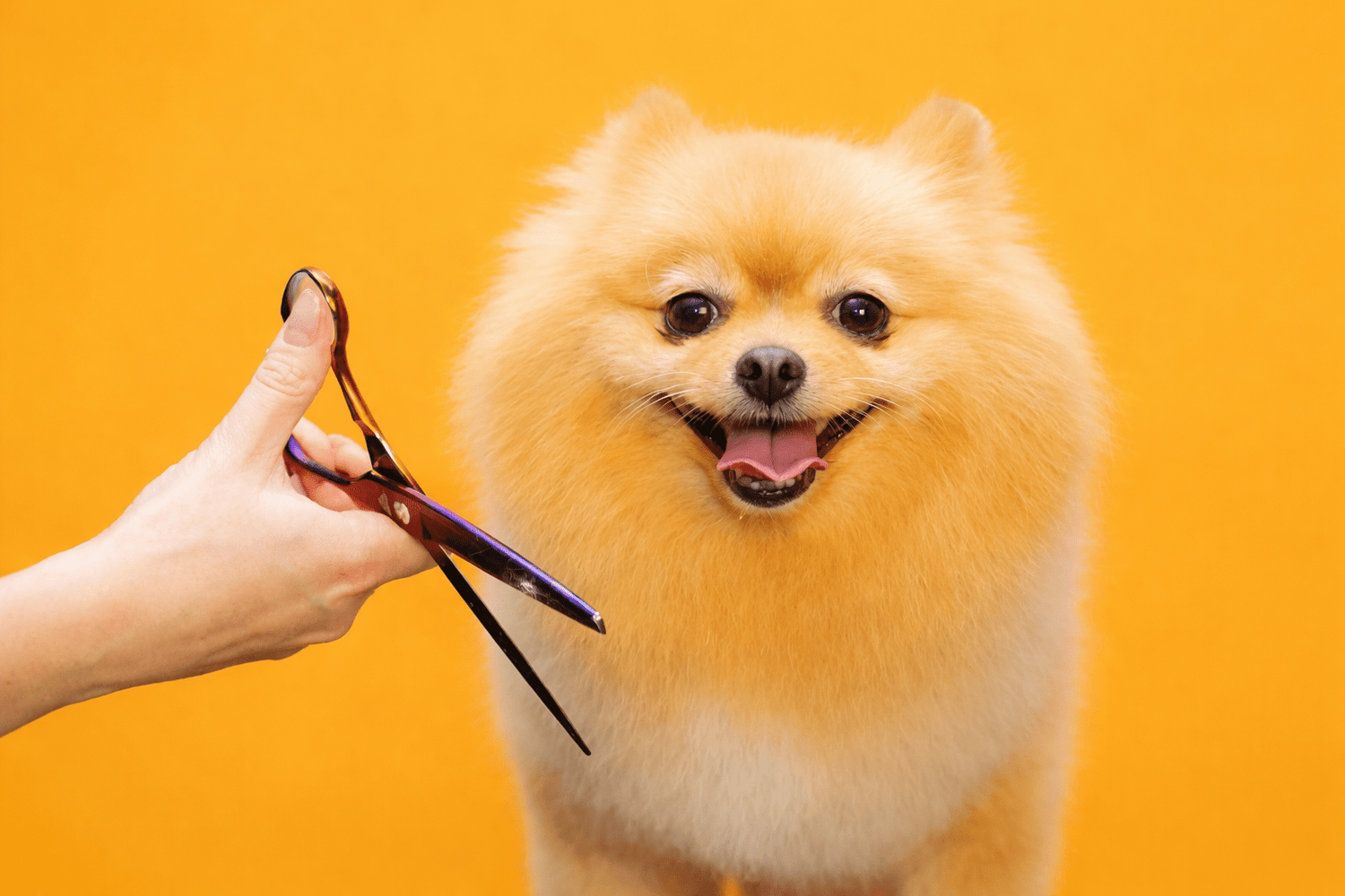 Pet Care & Grooming - PetEase