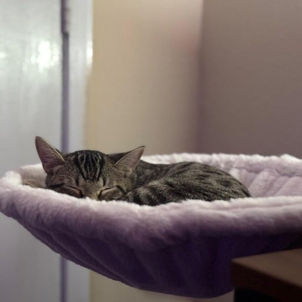 Cat Hammock Adjustable Ergonomic Kitten Bed - PetEase
