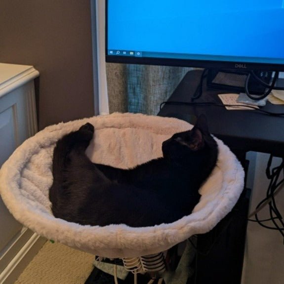 Cat Hammock Adjustable Ergonomic Kitten Bed - PetEase