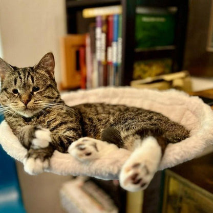 Cat Hammock Adjustable Ergonomic Kitten Bed - PetEase